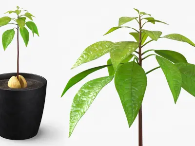 Avocado Seedling Planted in Pot of Soil 3D model