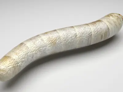Silkworm 3D model