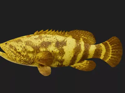 Grouper Low-poly 3D model 3