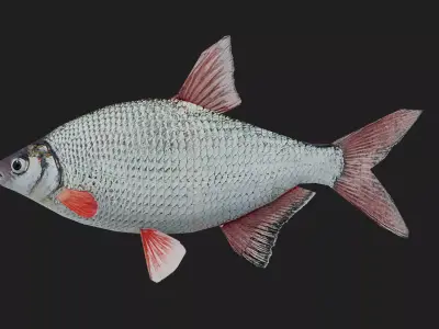 Bream Low-poly 3D model purchase