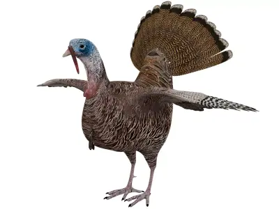 Turkey Bird 3D model