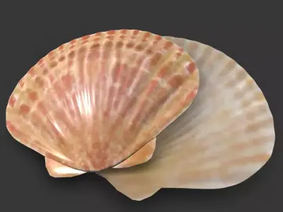 Ocean-Inspired Sea Shell 3D Model Low-poly 3D model