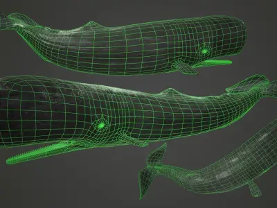 Sperm Whale Low-poly 3D model