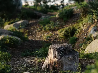  Short Cut Bare Splintered Stump Model 