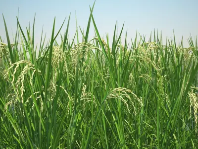 Asian Rice Field 3D model