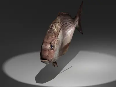 Pagrus major Low-poly 3D model