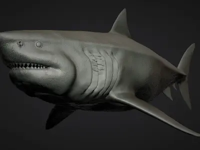 Otodus Megalodon 3D model
