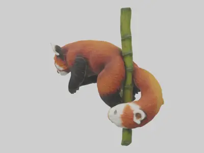 Red Panda climbing bamboo model Low-poly 3D model