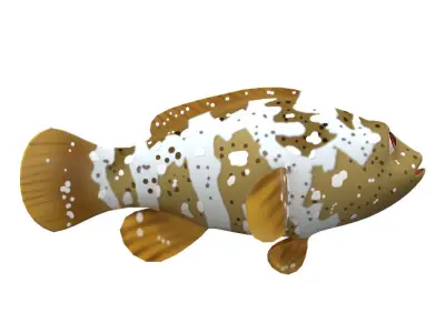 Malabar Grouper Animated Fish  Low-poly 3D model