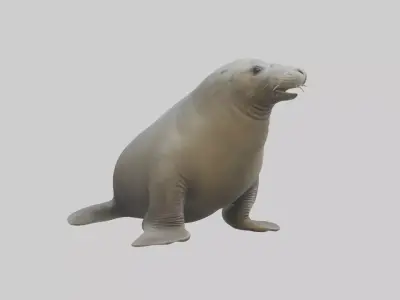 Standing Elephant Seal Model Low-poly 3D model
