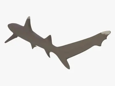 Whitetip Reef Shark Low-poly 3D model purchase
