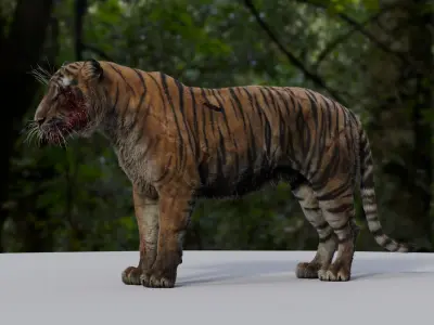  Tiger 