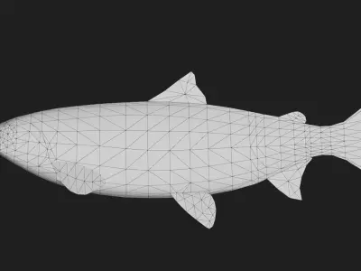 Salmon Low-poly 3D model purchase