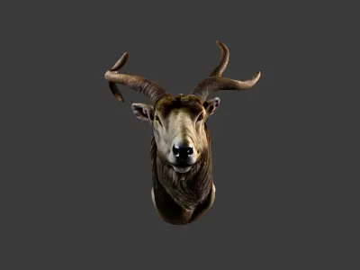 Deer Animal Head Low-poly 3D model order