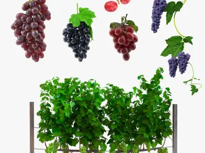  Grapes Collection 3 