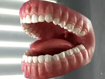  Realistic Human Mouth Anatomy 
