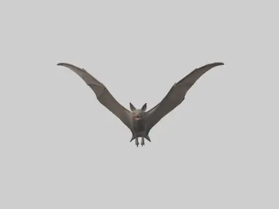 Fishing Bat flying model Low-poly 3D model