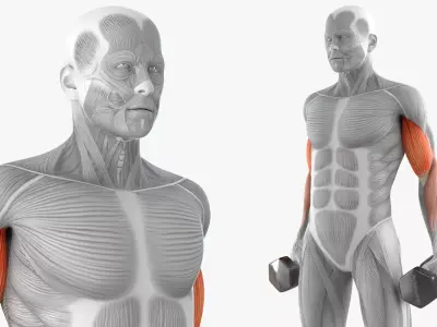 Male Muscular System Anatomy Biceps Curls 3D model purchase
