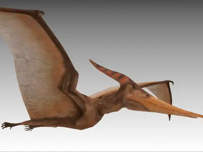 Pteranodon dinosaur Low-poly 3D model