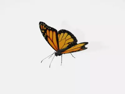 butterfly 3D model 9