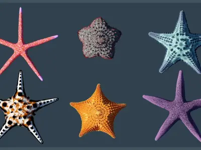 Starfish Variety Pack 4 Low-poly 3D model