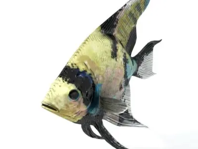 Scalar fish Low-poly 3D model