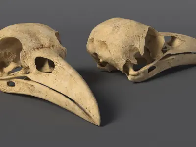  Crow Raven Skull Anatomy Model Aged 