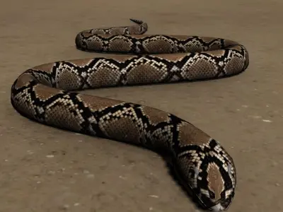 Snake Free 3D model 6