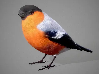 Bird Bullfinch 3D model 3D model