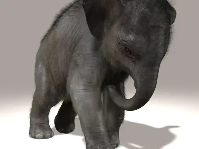 Elephant Calf (ANIMATED) (FUR) 3D model