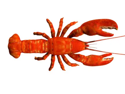 Lobstet lobster Low-poly 3D model