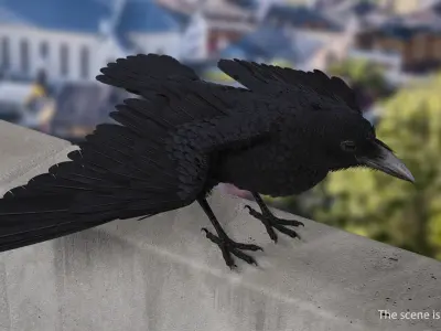 Common Raven Soars Animated Rigged 3D model
