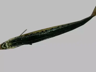 Sardine Low-poly 3D model buy