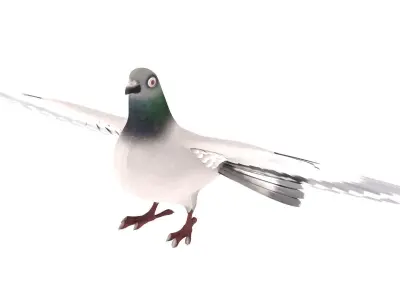 Pigeon 3D Model with wings spread 3D model