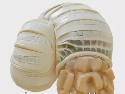 Paper Nautilus With Detailed Shell Structure Low-poly 3D model