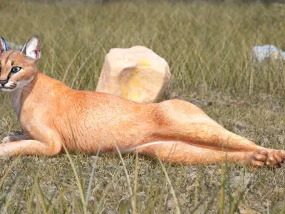 Caracal Rigged for Maya 3D model