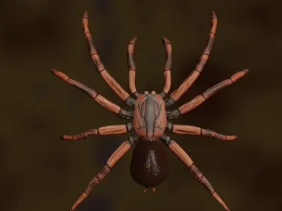 Spider 3d Model Low-poly 3D model