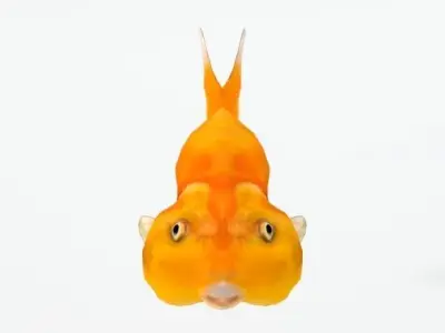 Bubble Eye Fish Low-poly 3D model