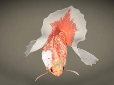 Goldfish Low-poly 3D model get