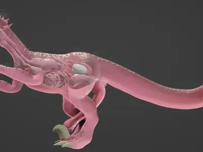 Male velociraptor 3D model