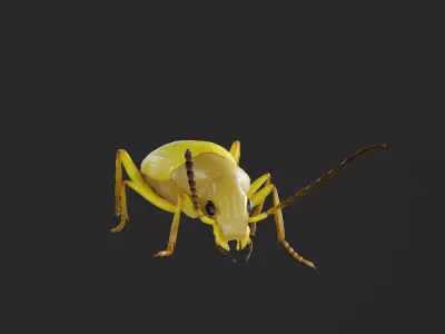 Beetle Cistelomorpha Melanopyga Low-poly 3D model