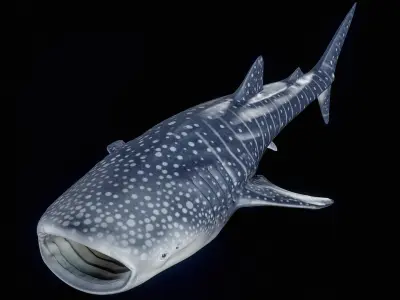  Whale Shark PBR 