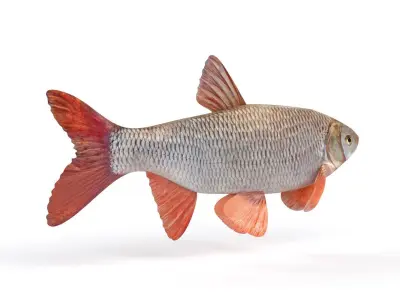Freshwater Fish 3D model order