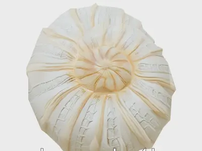 Paper Nautilus With Detailed Shell Structure Low-poly 3D model