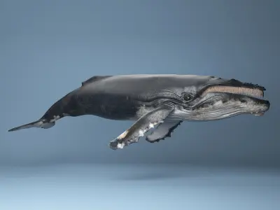 humpback whale rigged 3D model