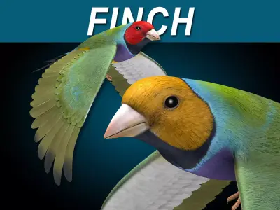 Finch - Flight 3D model