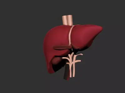 liver human anatomy organ 3D print model