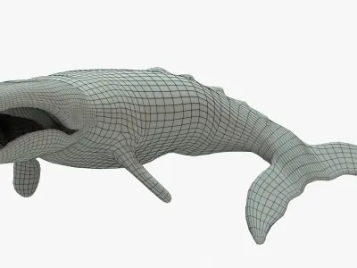 Gray Whale Rigged Basemesh Low-poly 3D model