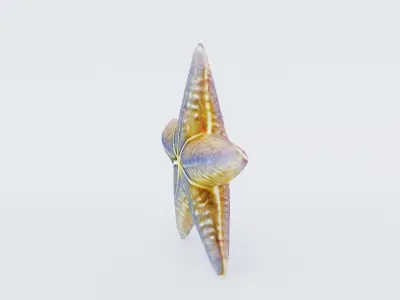 Starfish Free 3D model