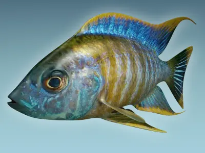 Chicild Fish 3D model